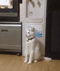 GIF Preview