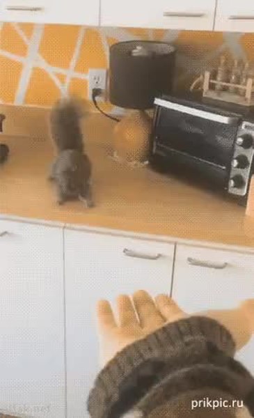 GIF Preview