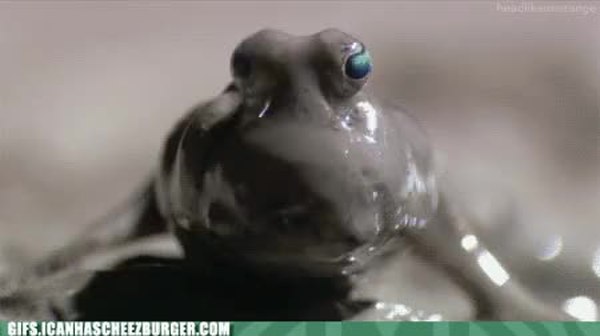 GIF Preview