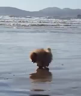 GIF Preview