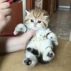 GIF Preview