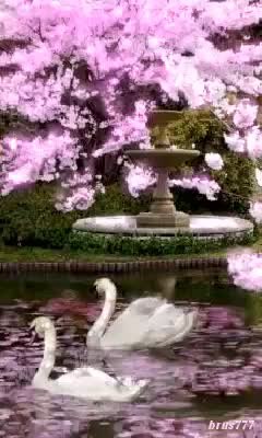 GIF Preview