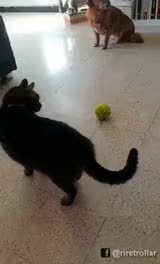 GIF Preview