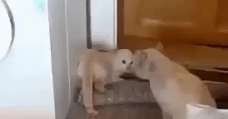 GIF Preview