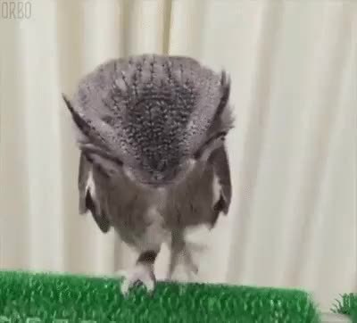 GIF Preview