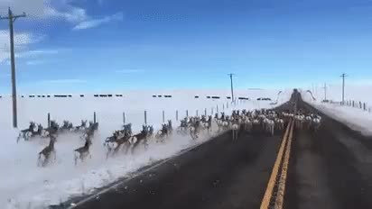 GIF Preview
