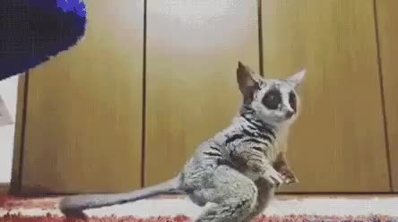 GIF Preview