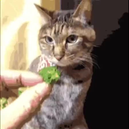 GIF Preview