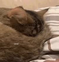 GIF Preview