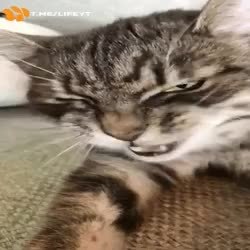 GIF Preview