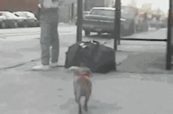 GIF Preview