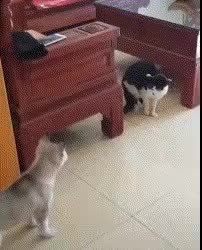 GIF Preview
