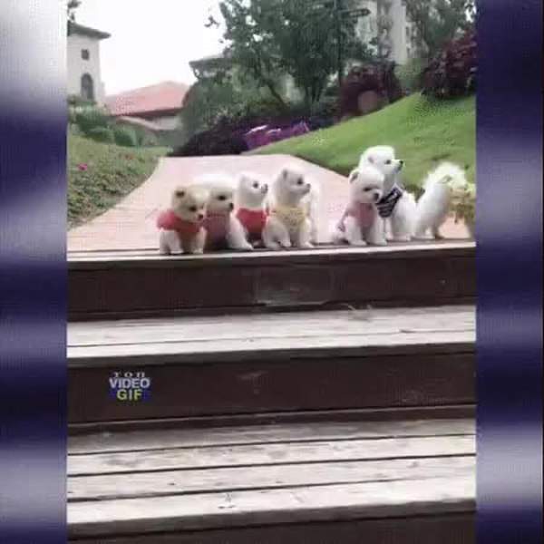 GIF Preview